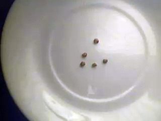 Seeds_far.jpg