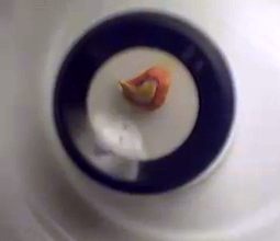 Seeds_near.jpg
