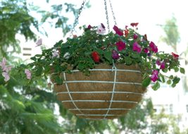 impatiens.jpg